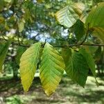 Fagus crenata ഇല