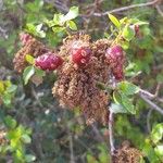 Quercus coccifera Fruit