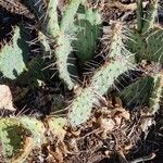 Opuntia littoralis Buveinė