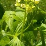 Cyclanthera pedata Kvet