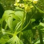 Cyclanthera pedata 花