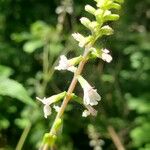 Phryma leptostachya Flower