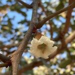 Piliostigma thonningii Fruit