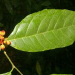 Sorocea affinis Leaf