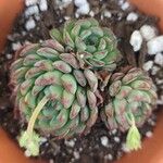 Echeveria minima List