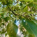 Populus balsamifera 果