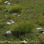 Carex sempervirens Habitus