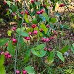 Euonymus europaeusFlower