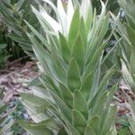 Leucadendron argenteum Leaf