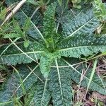 Dipsacus sativus Leaf