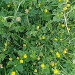 Medicago lupulina ശീലം