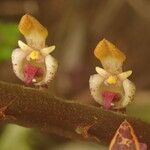 Bulbophyllum falcatum Цветок