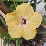 Hibiscus ovalifolius Blodyn