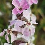 Silene gallica Blüte