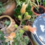 Cotyledon tomentosa Flor