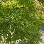 Acer palmatum Ліст