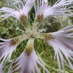 Dianthus superbus Flor