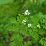 Chaerophyllum tainturieri Blodyn