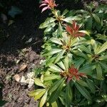 Pieris japonica 整株植物