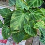 Philodendron verrucosum Blad