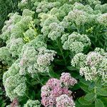 Sedum spectabile (Pianta intera)