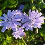 Cichorium endiviaफूल