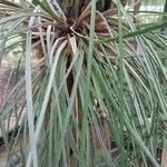 Araeococcus flagellifolius Liść