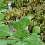 Saxifraga cuneifolia Лист