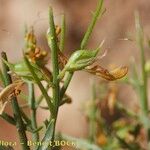 Genista tricuspidata Other