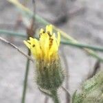 Andryala integrifolia Λουλούδι