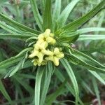 Lithospermum ruderale Blüte