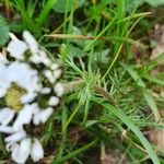 Achillea atrata 葉