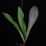 Clintonia udensis Tabia