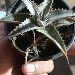 Dyckia marnier-lapostollei Φύλλο