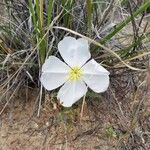 Oenothera albicaulis Çiçek