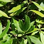 Strophanthus speciosus Levél