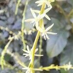 Petiveria alliacea Λουλούδι