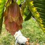 Carpinus japonica പുഷ്പം