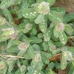 Euphorbia epithymoides Blad