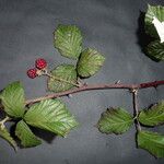 Rubus winteri Anders