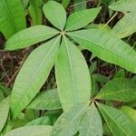 Pachira glabra Leaf