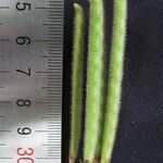 Teramnus uncinatus Otro