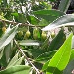 Bontia daphnoides Fruit