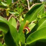 Bontia daphnoides Цветок