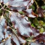 Pittosporum tenuifolium Leaf