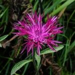 Centaurea rhaetica Moritzi花