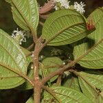 Miconia ibaguensis List