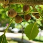 Ficus cordata Fruto