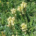 Pedicularis tuberosaFlower