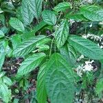 Clerodendrum indicum Blad